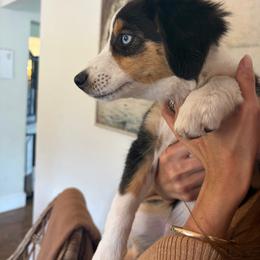 Stevie nicks - Black tri female Miniature Australian Shepherd puppy in Stanwood, Washington from Blair farm mini Aussies