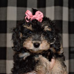 Cavapoo Puppies from Clearview Canines