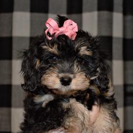 Cavapoo Puppies from Clearview Canines