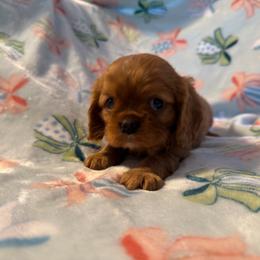 Juno - Ruby male Cavalier King Charles Spaniel puppy in Sunny Valley, Oregon from Sunny Valley Cavaliers