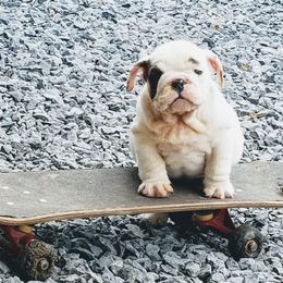 Bulldog Puppies from Blazer Bulldog
