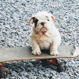 Bulldog Puppies from Blazer Bulldog