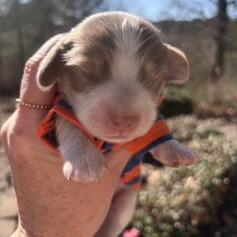 Major - Fawn (Isabella) male Dachshund puppy in Bentonville, Arkansas from T & D Dachshunds by design