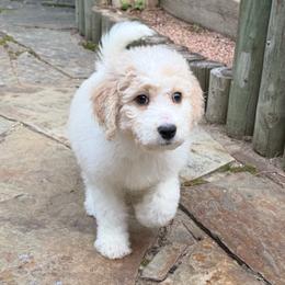 Taffy - Brown and white female Bernedoodle puppy in Monument, Colorado from Colorado Dreamin Doodles