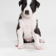 Sporty Mix Puppies from Rosette Sport Dogs
