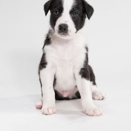 Sporty Mix Puppies from Rosette Sport Dogs