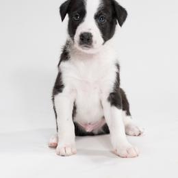 Sporty Mix Puppies from Rosette Sport Dogs