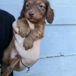 Dachshund Puppies from LPS weenies
