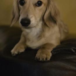 Josie - Dachshund