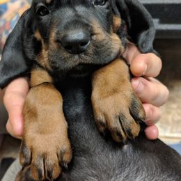 Black and Tan Coonhound and Bracco Italiano Puppies from Old Soul Black & Tan Coonhounds
