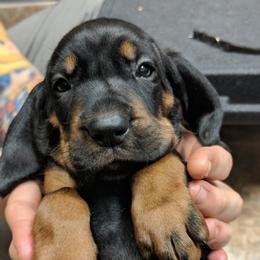 Black and Tan Coonhound and Bracco Italiano Puppies from Old Soul Black & Tan Coonhounds