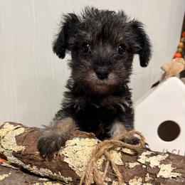 Chubbs - Salt and pepper female Miniature Schnauzer puppy in Stevenson, Alabama from Rivers Edge Schnauzers by Joyce Clark