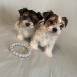 Yorkshire Terrier Puppies from MagnoliaYorkies