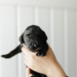 Waylon - Green Collar - Black male Goldendoodle puppy in Newell, Iowa from Front Porch Goldens