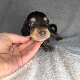 Rowley Jefferson - Chocolate and cream male Dachshund puppy in Stamford, Texas from West Texas Miniature Dachshunds