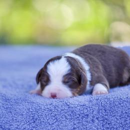 Bluegrass - Red tri-color male Miniature American Shepherd puppy in Stephenville, Texas from Diamond H Aussies