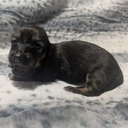 1 English Cream - Cream female Dachshund puppy in Central Point, Oregon from MRS Long Dog Ranch