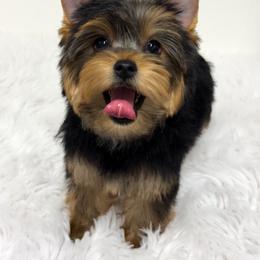 Shiloh - Black and tan male Yorkshire Terrier puppy in Mattawa, Washington from All Star Yorkies