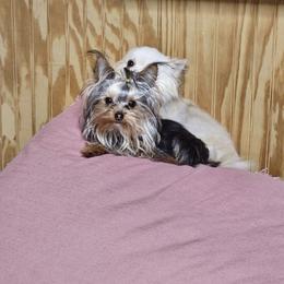 Hudson - Yorkshire Terrier