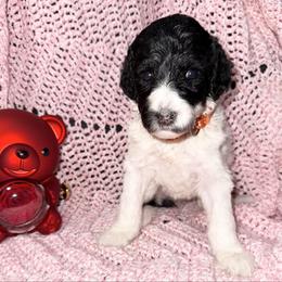 Cupcake - Parti female Poodle puppy in League City, Texas from Chauffeured Poodles