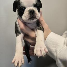 Max - Black male Pug puppy in Auburn, Kentucky from Prentice Family Pugs & Bugs