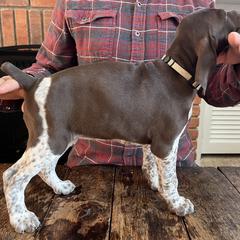 German Shorthaired Pointer Puppies from Juniper Ridge Pointers
