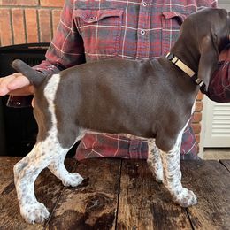 German Shorthaired Pointer Puppies from Juniper Ridge Pointers