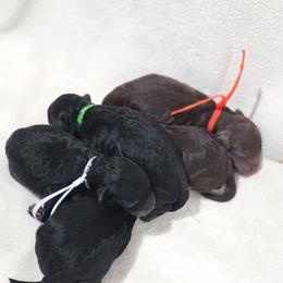 Bernedoodle puppies from Sugarland's Texas Goldendoodles