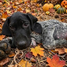 2nd pick male - Black and white male German Shorthaired Pointer puppy in Forest Lake, Minnesota from Northern Lights Goldens
