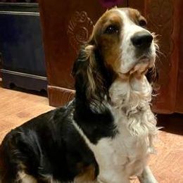 English Springer Spaniels from Sonora Hills ESS