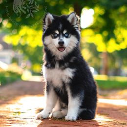 Pomsky Puppies from Southpaw Pomskies