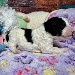 Parti tri - Tri-color female Bernedoodle puppy in Blue Springs, Missouri from Jeanie’s Doodles