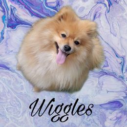Wiggles - Pomeranian