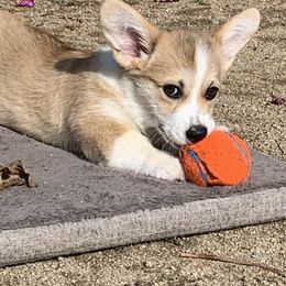 Pembroke Welsh Corgi Puppies from Silver Springs Corgis
