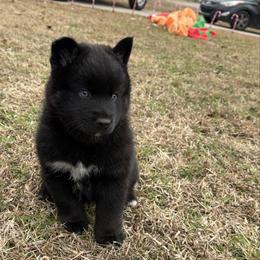 Artur - Black and white male Pomsky puppy in La Vergne, Tennessee from Atencio Pomsky