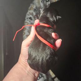 Boy black - Black male Scottish Terrier puppy in Seligman, Arizona from Magnum Scottish Terriers