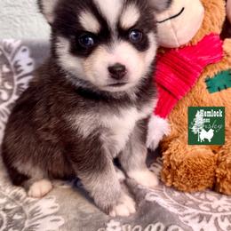 Flurry - Black and white male Pomsky puppy in Venus, Pennsylvania from Hemlock Pines Pomsky