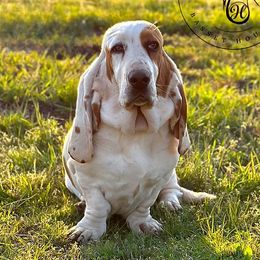 Lacy - Basset Hound