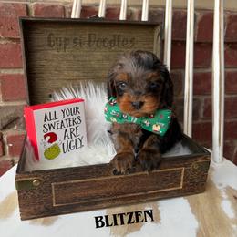 Cavapoo puppies from Gypsi Doodles & Poodles LLC.