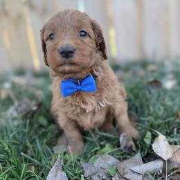 Howard-Blue - Red  male Goldendoodle puppy in Casper, Wyoming from 307 Doodles