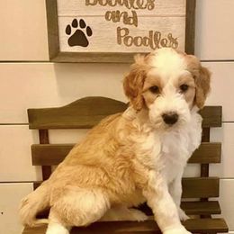 Goldendoodles from Dean’s Doodles & Poodles