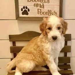 Goldendoodles from Dean’s Doodles & Poodles