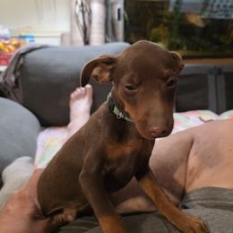 XCM2-Light Blue - Chocolate and rust male Miniature Pinscher puppy in Middle Point, Ohio from Knisely's Min Pins-AKC