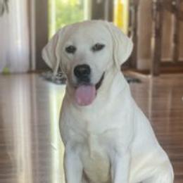Yeti - Labrador Retriever