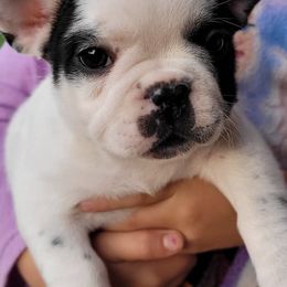 French Bulldogs from My Family Frenchies