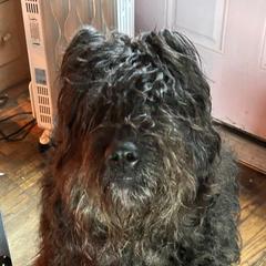Sonja - Bouvier des Flandres