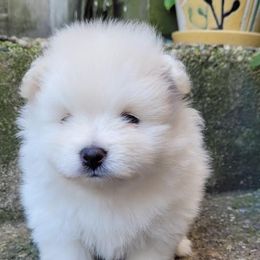 Pomeranian Puppies from Svitlana's Pomeranians
