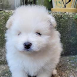 Pomeranian Puppies from Svitlana's Pomeranians