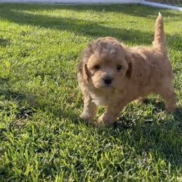Calvin - Apricot male Cavapoo puppy in Albuquerque, New Mexico from Enchantment Cavapoo & Pugapoo Puppies