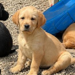 Promise (Paid in Full) being picked up 8-3 at 1pm) - Yellow female Dilute Retriever puppy in Baldwin City, Kansas from Hedge Lane Labradors